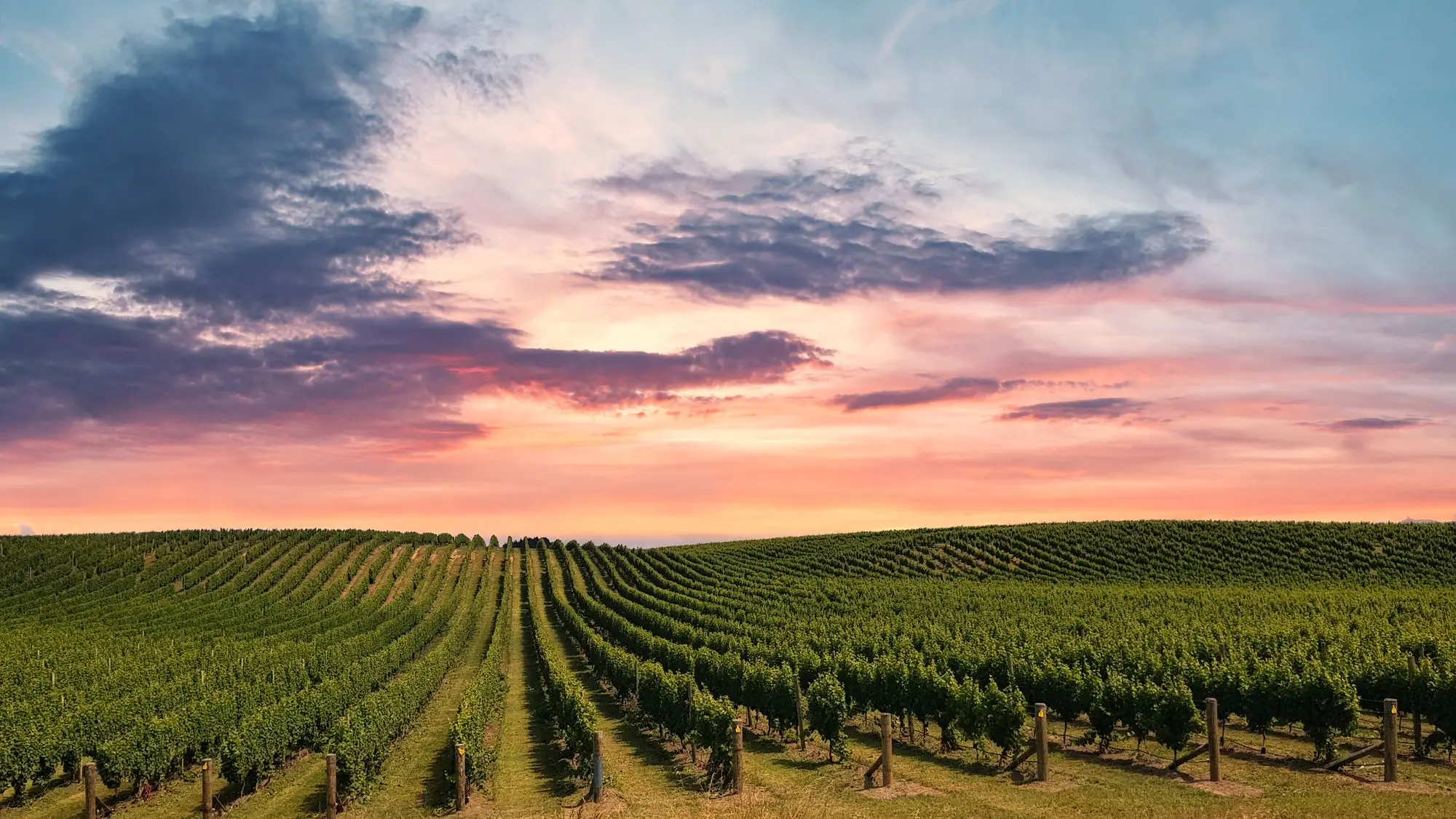 Rows of grapevines on a New Zealand vineyard under a cold pink dusk sky, the hour growers watch for spring frost